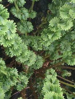 Кочедыжник Фризелли Athyrium filix-femina Frizelliae I 1шт, капер, Колорлайн