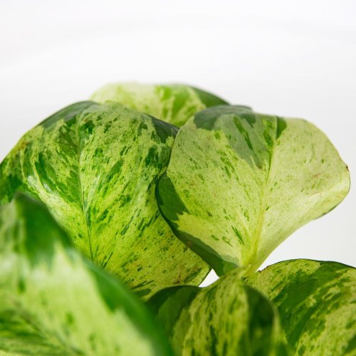 Эпипремнум перистый Хэппи Лиф Epipremnum pinnatum Happy Leaf 15/12
