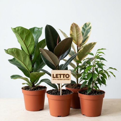 Фикус микс Ficus mix 25/10см 