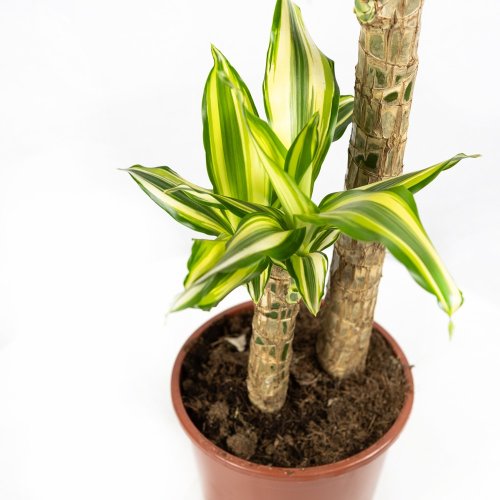 Драцена Голден кинг Dracaena Gold King 75/17 (Н)