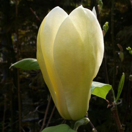 Магнолия Еллоу Лантерн Magnolia Yellow Lantern 10л (Н)