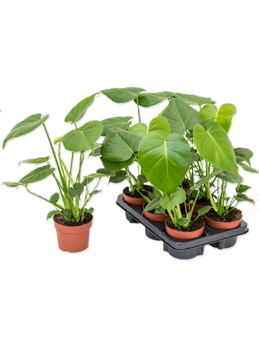 Монстера Monstera d10