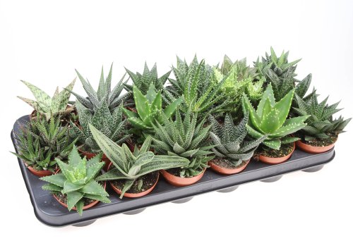 Хавортия Haworthia в ассорт. 10/8,5