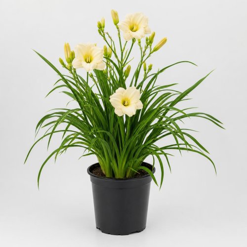 Лилейник гибридный Every Daylily Cream с1,5-2