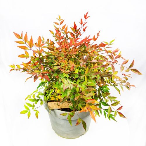 Нандина домашняя с3 Nandina domestica Gulf Stream (И)