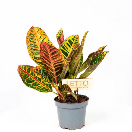 Кодиеум Петра Codiaeum Petra 3-5 рр 30/12 (Н)