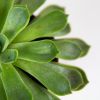 Эхеверия микс Echeveria mix 15/12 (Н)