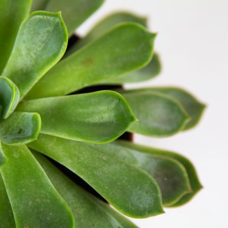 Эхеверия микс Echeveria mix 15/12 (Н)