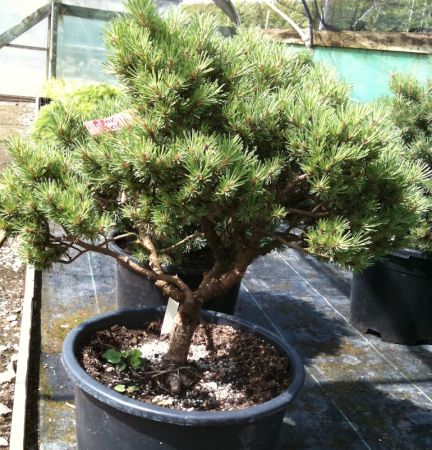 Сосна обыкновенная бонсай 200/250 Pinus sylvestris 75л (КБ)