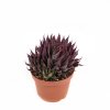 Алоэ остистое Aloe aristata 20/10