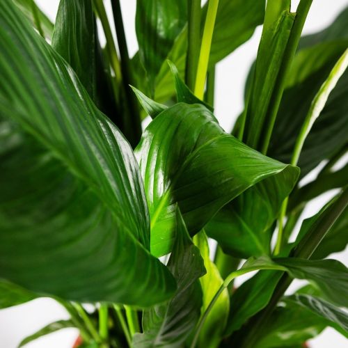 Спатифиллум Свит Себастьяно Spathiphyllum Sweet Sebastiano 2+ 110/24 (Н)