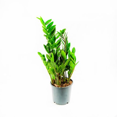 Замиокулькас Лаки Классик Zamioculcas Lucky Classic 6+ 45/14 (Н)
