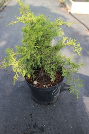 Можжевельник Пфитцериана Олд Голд Juniperus pfitzeriana Old Gold 2л/3л (ЗК)