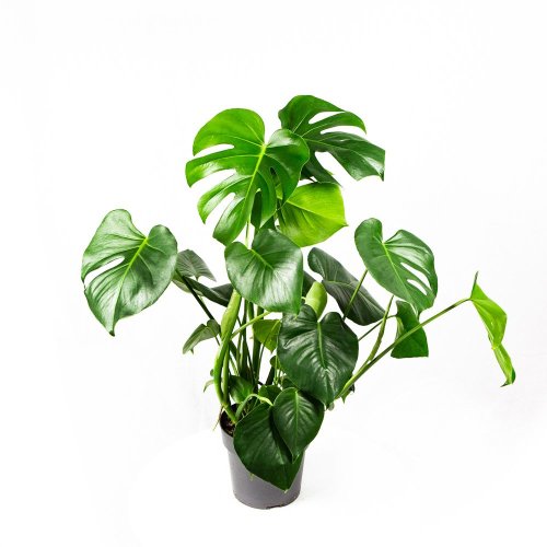 Монстера деликатесная куст Monstera deliciosa bush 70/19 (Н)