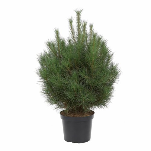 Сосна черная Чаша с10/12  40/50 Pinus nigra Marie Bregeon (И)