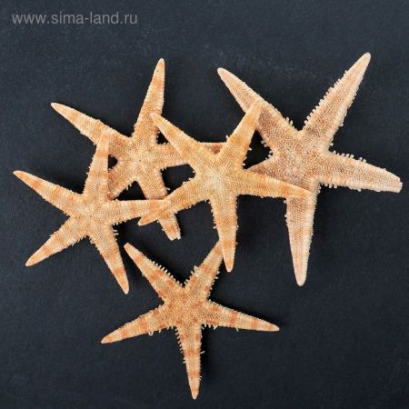 набор из 5 морских звезд, размер каждой 3-5см, пижон аква