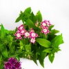 Рассада Флокс Друммонда р12