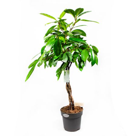 Фикус бокальчатоприлистниковый переплетенный Ficus cyathistipula twisted stem 100/24