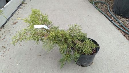 Можжевельник средний Кинг оф Спринг 20-25см Juniperus media King of Spring 2л/3л (ЗК)