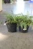 Кочедыжник ниппонский Athyrium niponicum 2л
