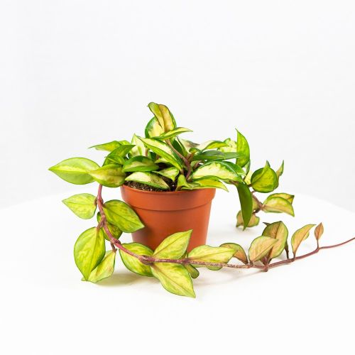 Хойя мясистая Триколор Hoya carnosa Tricolor 15/12 (Н)