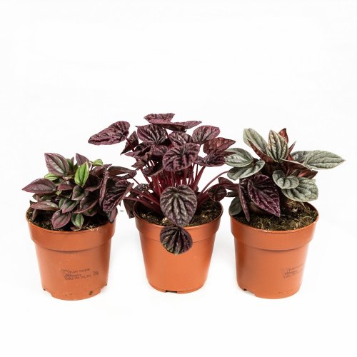 Пеперомия микс Peperomia mix 20/12 (Н)