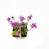 Рассада Арабис Spring Charm р9