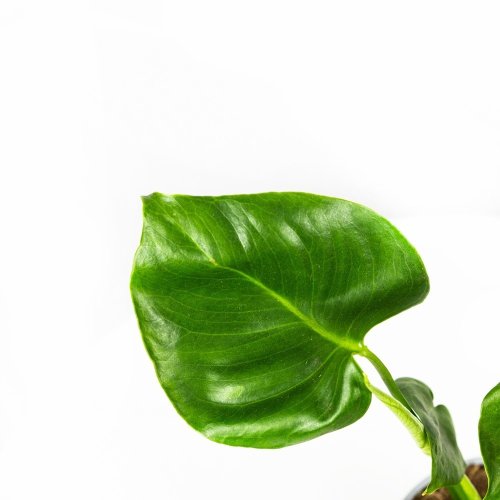 Монстера деликатесная Monstera deliciosa 40/12 (Н)