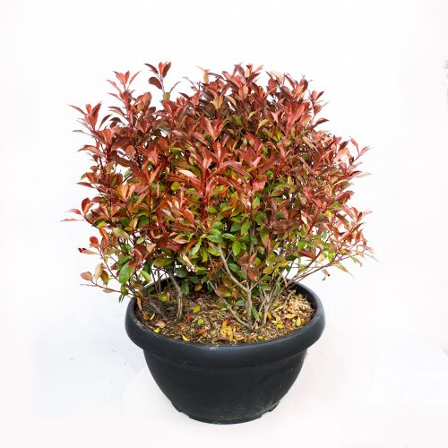 Фотиния Фразера ШАР 50/60 чаша с50 Photinia Frazeri Little Red Robin Nana PALLA (И)