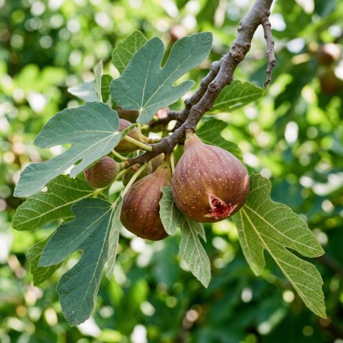 Инжир Ficus Carica Brown Turkey 40/16 (Н)