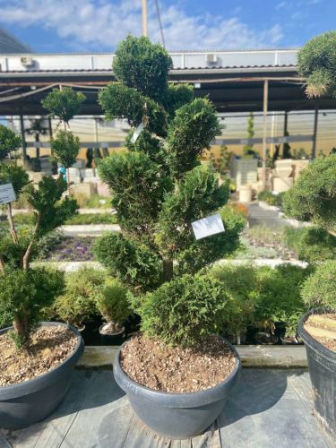 Купрессоципарис Лейланда Castlewellan Gold БОНСАЙ плоский с65 160/180 Cupressocyparis Leylandii (И)