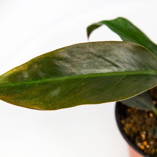 Филодендрон кустовой Philodendron bush Imperial Red р13