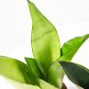 Сансевиерия микс Sansevieria mix р11
