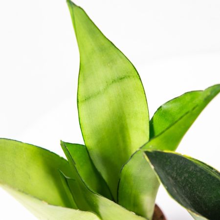 Сансевиерия микс Sansevieria mix р11