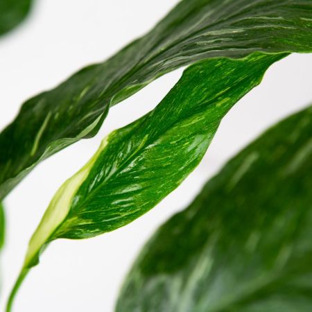 Спатифиллум Даймонд Spathiphyllum Diamond 40/12