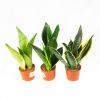 Сансевиерия микс Sansevieria mix р11