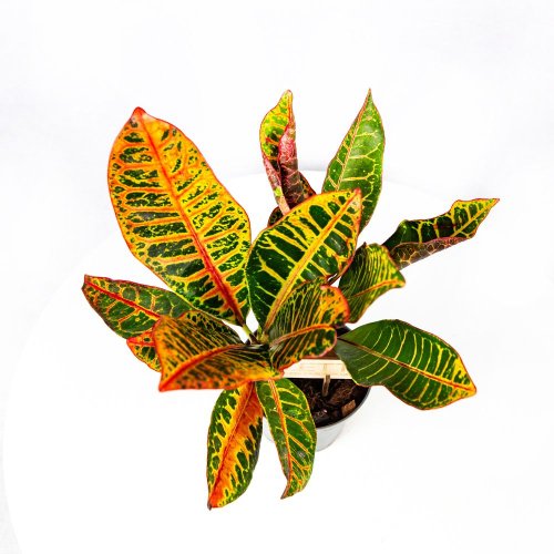 Кодиеум Петра Codiaeum Petra 3-5 рр 30/12 (Н)