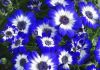 Цинерария гибридная микс Cineraria mix р12