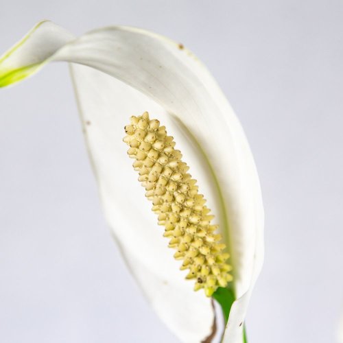Спатифиллум Бинго Купидо Spathiphyllum Bingo Cupido 70/17 4+ (Н)