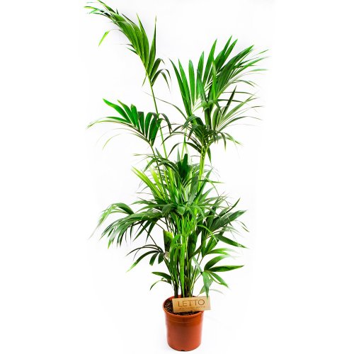 Ховея Форстера Howea forsteriana 8+ 180/27(Н)