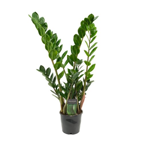 Замиокулькас Zamioculcas Lima 70/12 (Н)