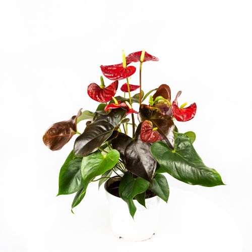 Антуриум Андре Anthurium andraeanum Coral Champion 8+ 60/17 (Н)
