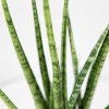 Сансевиерия Sansevieria Digitorum 70/15