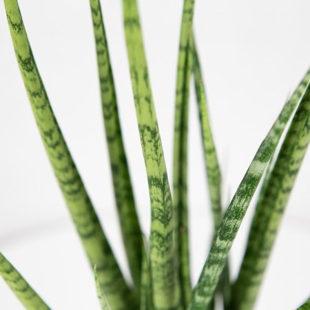 Сансевиерия Sansevieria Digitorum 70/15