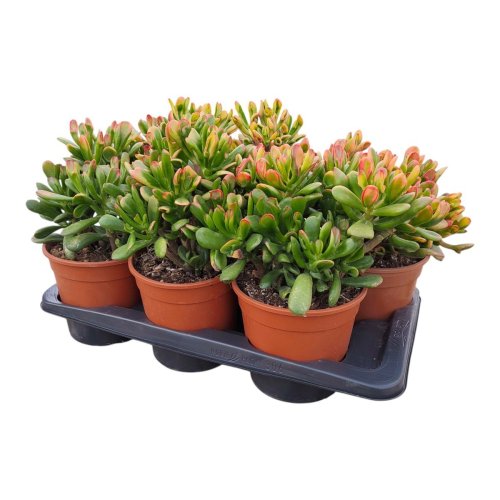 Крассула (толстянка) Хоббит Crassula Hobbit 30/17