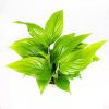Спатифиллум Купидо Spathiphylium Cupido р15