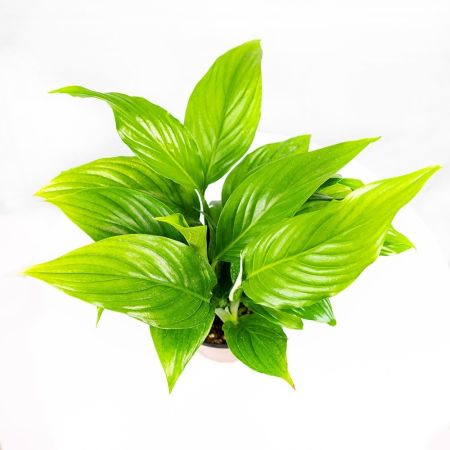 Спатифиллум Купидо Spathiphylium Cupido р15