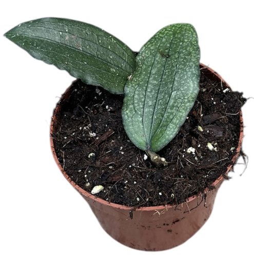 Хойя Эритрина Hoya erythrina 2/10,5 (Н)