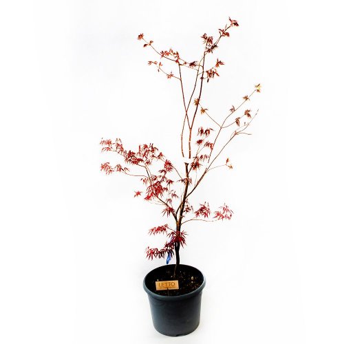 Клен дланевидный (японский, веерный) Acer palmatum Bloodgood с15 100/120 (Н)