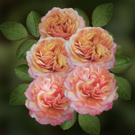 Роза чайно-гибридная Вип Нью Оо коробка 1шт (двухлетка) Волжский Сад